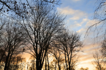 Image showing trees in the park at sunset