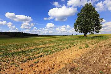 Image showing tree in the field