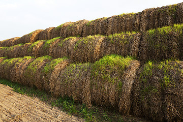 Image showing sprouted wheat , closeup