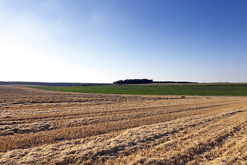 Image showing farm field cereals