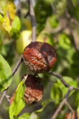 Image showing Apple on a branch