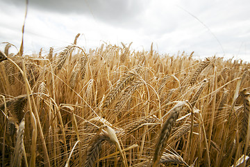 Image showing agricultural field with cereal