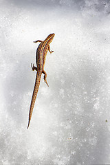 Image showing Call of spring. Pregnant lizard wakes up and crosses snowy surface