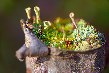 Image showing spring stump of a very old and natural macro