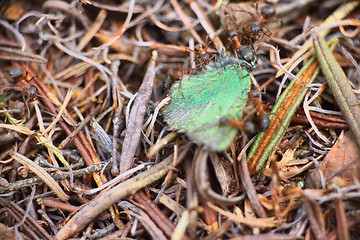 Image showing ants work together to kill prey butterfly macro insect