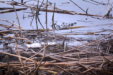 Image showing Fish kills on the reservoir 1. Fish gasping