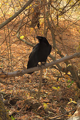 Image showing Raven black  wise bird