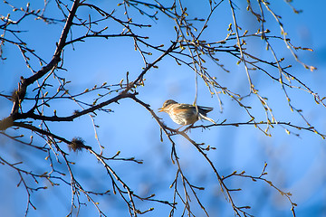 Image showing Spring is coming. Thrush Redwing sings on branch, where blossom leaves
