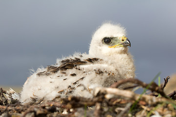 Image showing Rough-legged Buzzard chick. Novaya Zemlya Archipelago. Arctic