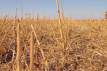 Image showing Beveled sunflower field