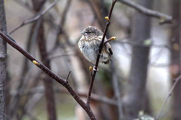 Image showing Red poll fledgling has left the nest in early spring