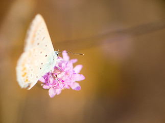 Image showing Elegant butterflies Blues from steppes of the Crimea 1. Black Sea