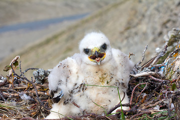 Image showing white fluffy nestling birds of prey