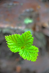 Image showing first green sprout of spring