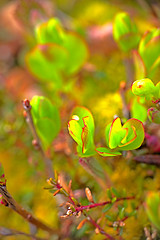 Image showing spring foliage on birch trees polar macro