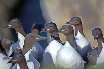 Image showing Brunnich\'s guillemots