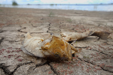 Image showing dead fish drought lake  heat