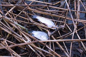 Image showing Fish kills on the reservoir 1. Fish gasping