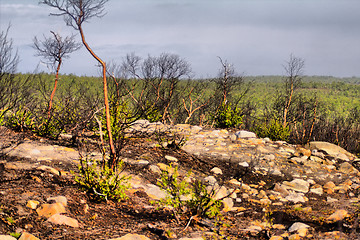 Image showing Destroyed by man Arctic tundra