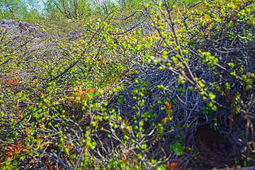 Image showing Mountain forest tundra. Look through dwarf trees in North taiga. 