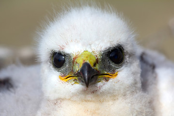 Image showing Rough-legged Buzzard chick. Novaya Zemlya Archipelago. Arctic