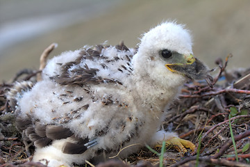 Image showing white fluffy nestling birds of prey