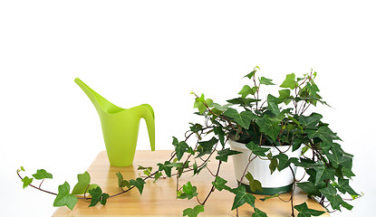 Image showing Ivy in pot and green watering can