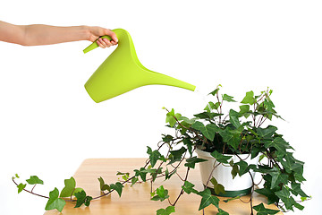 Image showing Watering green ivy in pot