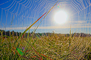 Image showing dew on spider web