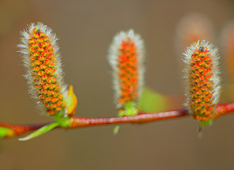 Image showing spring blooming trees in the Arctic