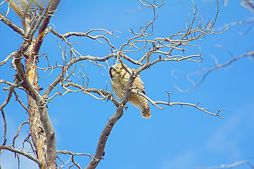 Image showing owl on a tree in a mountain forest