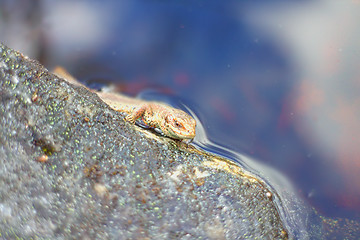 Image showing Viviparous lizard swims