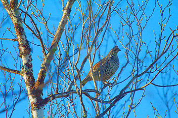 Image showing Spring. Grouse feeding on birch buds and catkins