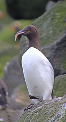 Image showing The Guillemot sits in vertical position