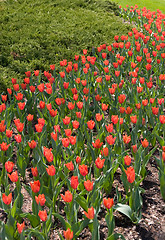 Image showing Receding Tulips