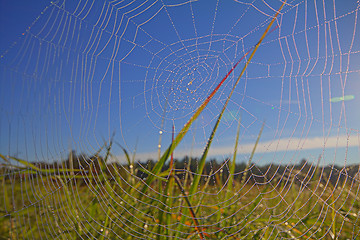 Image showing dew on spider web