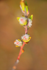 Image showing spring blooming trees in the Arctic