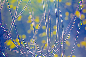 Image showing spring blooming trees in the Arctic