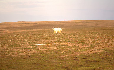 Image showing Relevant today: in summer, polar bears remain on Islands and  search of food 