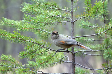 Image showing Siberian jay is feeding 1. Taiga of Lapland. Scandinavia