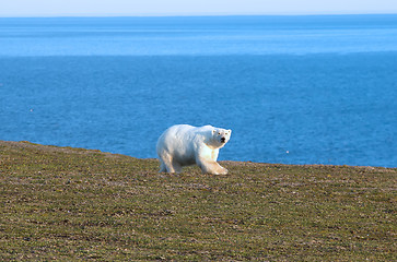 Image showing Relevant today: in summer, polar bears remain on Islands and  search of food 