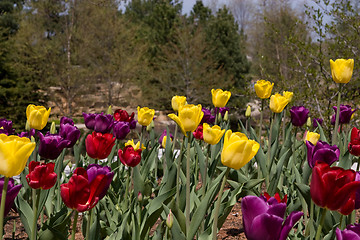 Image showing Tulip Landscape