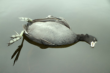 Image showing Next reincarnation. Dead black bird with strange feet swinging in water