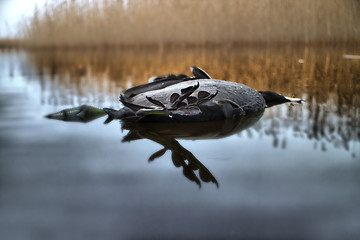 Image showing Wheel of Samsara. Wind turns on water dead black bird