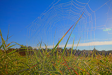 Image showing dew on spider web