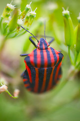 Image showing Brightly colored bug Italian. Macro