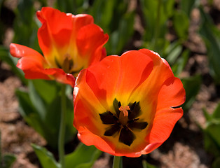 Image showing Tulip Closeup