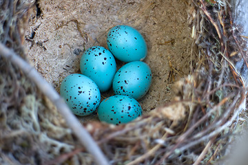 Image showing Nest of song thrush Turdus philomelos with clutch of blue eggs