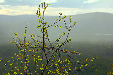 Image showing Signs of spring. Young bright green leaves on branches and   warm sunshower 