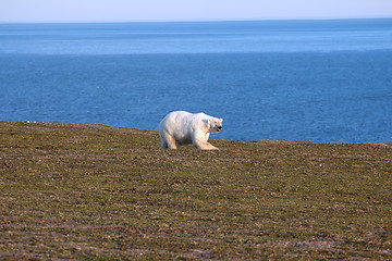 Image showing Relevant today: in summer, polar bears remain on Islands and  search of food 